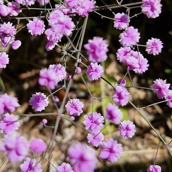 Thalictrum aquilegiifolium Flor