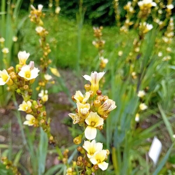 Sisyrinchium striatum Žiedas