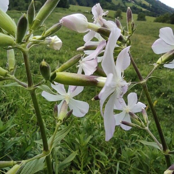 Saponaria officinalis Fleur