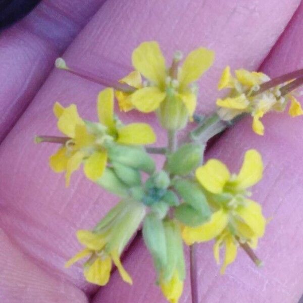 Sisymbrium orientale Muu