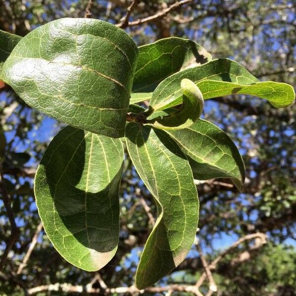 Strychnos madagascariensis Blad