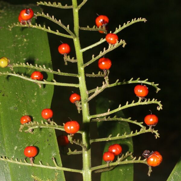 Xiphidium caeruleum Fruit