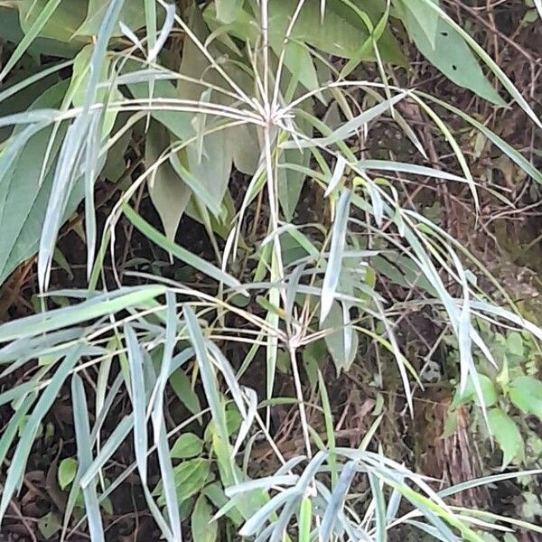 Chusquea lorentziana Hoja