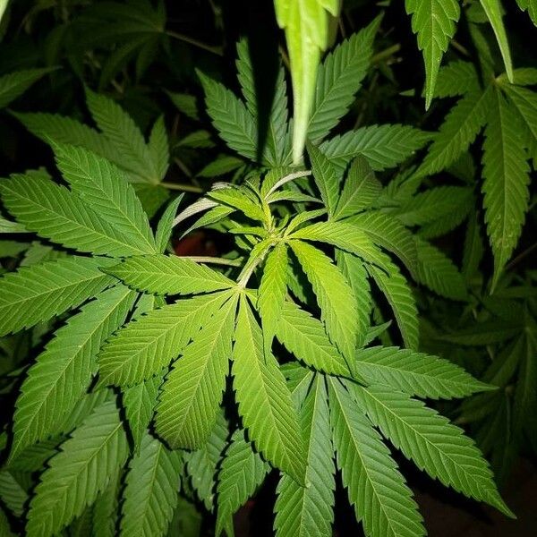 Cannabis sativa Levél