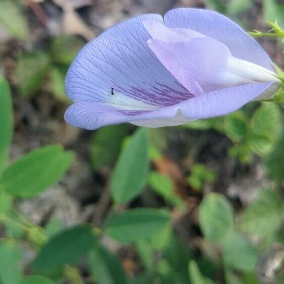 Clitoria mariana Lorea