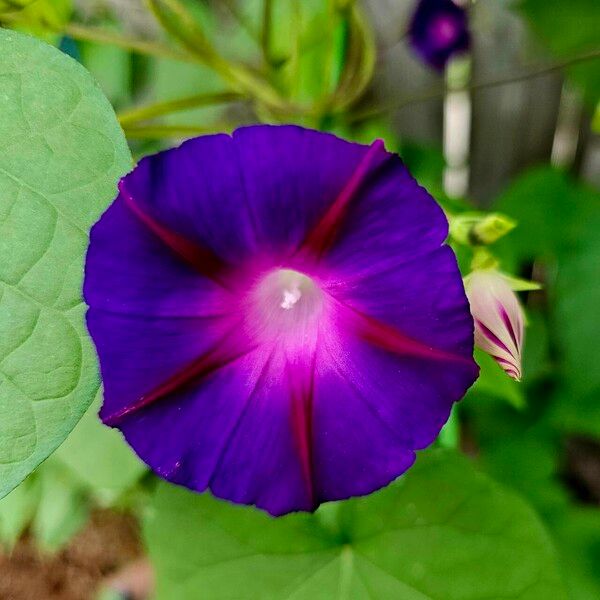 Ipomoea tricolor ফুল