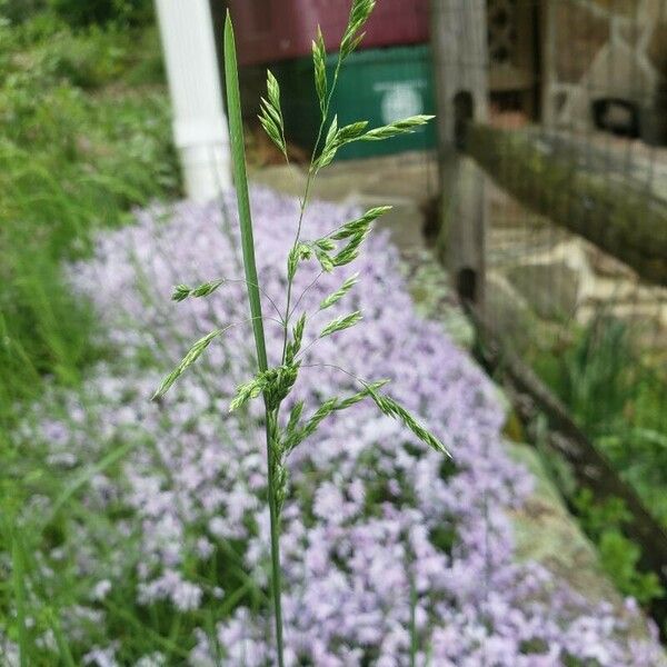 Poa trivialis Blomma