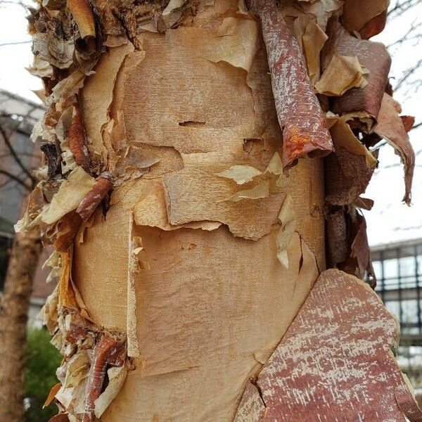 Betula nigra Φλοιός