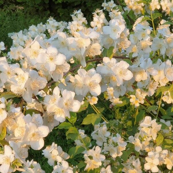 Philadelphus lewisii Blomst