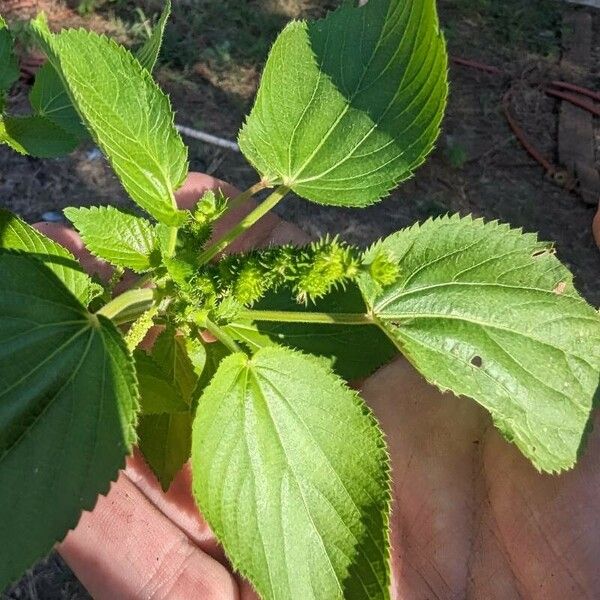 Acalypha setosa फल