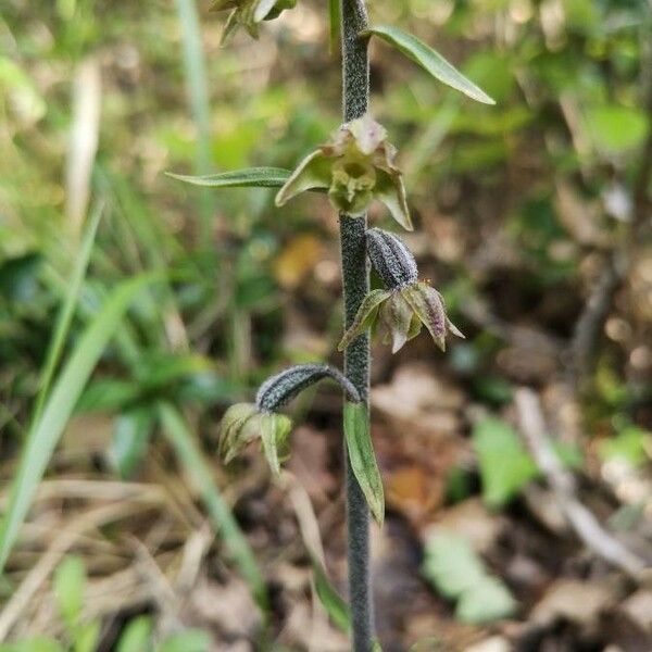 Epipactis microphylla Flower