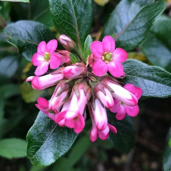 Escallonia rubra Floro