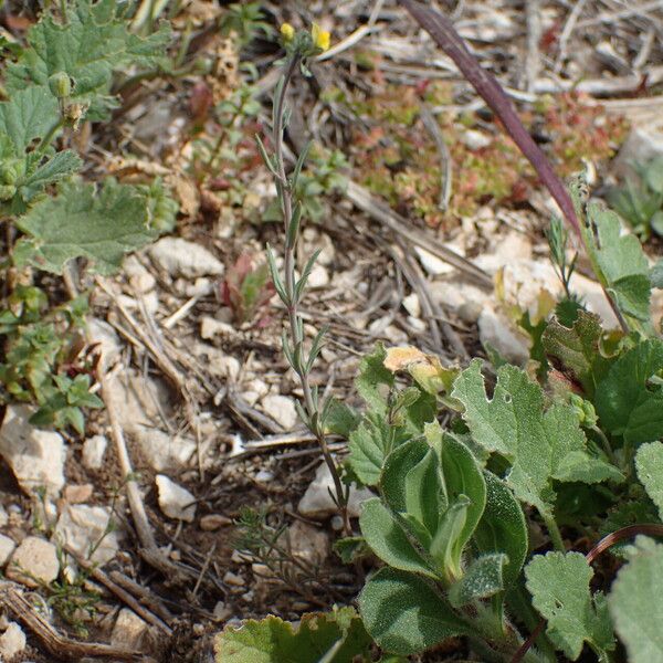 Linaria simplex Habitatea