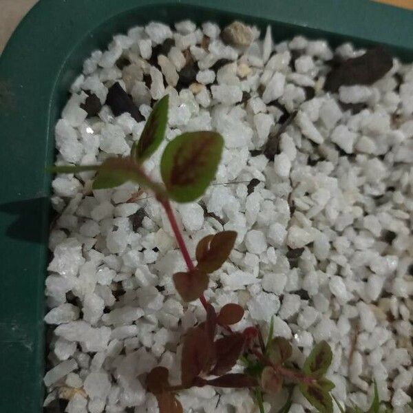 Persicaria capitata ഇല