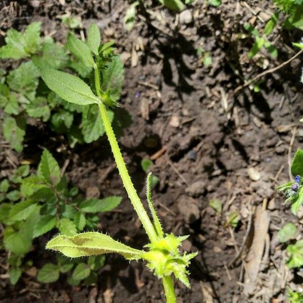 Asperugo procumbens Kita