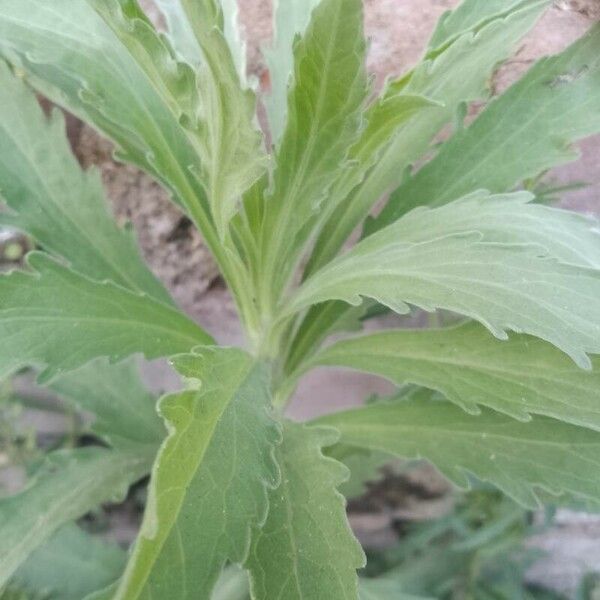 Erigeron sumatrensis Leaf