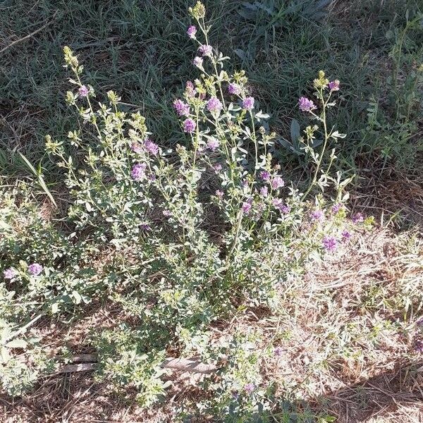 Medicago sativa ശീലം