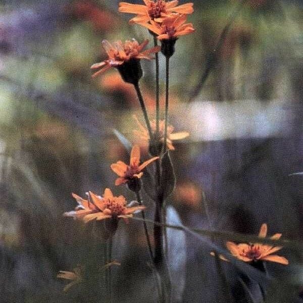 Arnica chamissonis Virág