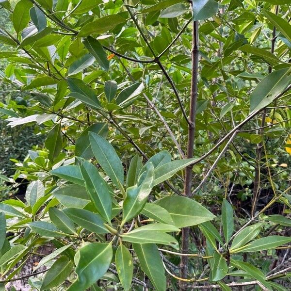 Rhizophora apiculata Leaf