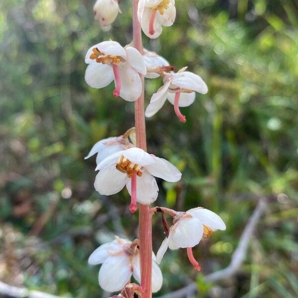 Pyrola rotundifolia Blüte