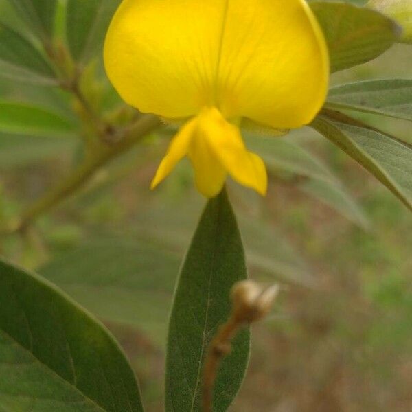 Cajanus cajan Flower