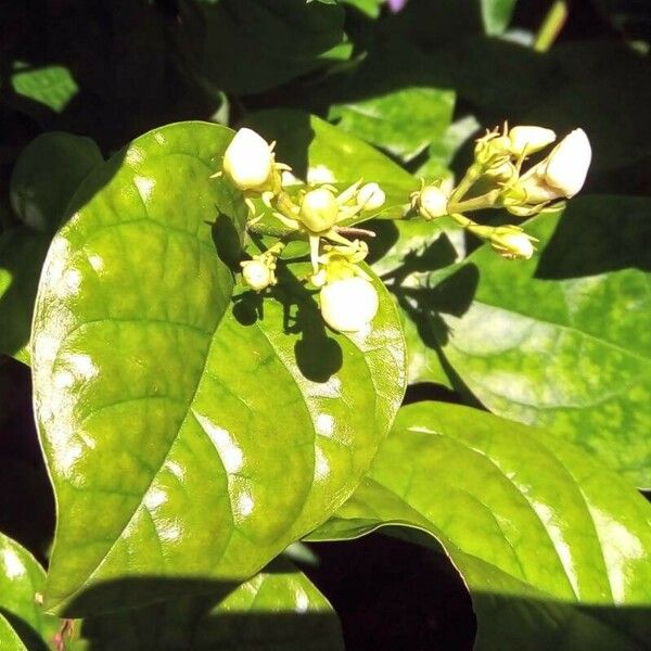 Jasminum sambac Flower