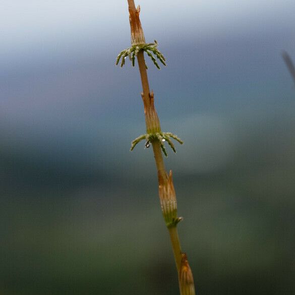 Equisetum pratense Blüte