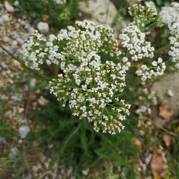 Achillea nobilis फूल