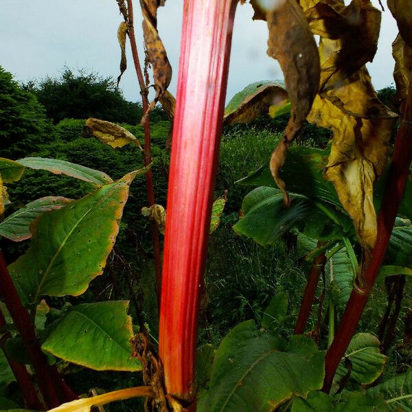 Rumex aquaticus Bark