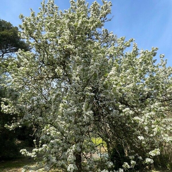 Pyrus spinosa Floare