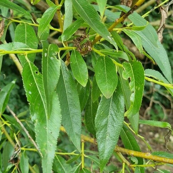 Salix × fragilis ഇല