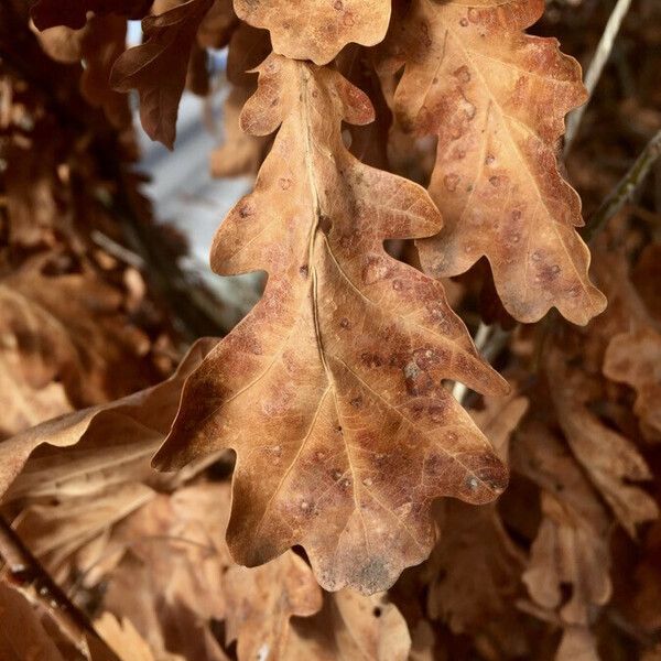 Quercus pubescens ഇല