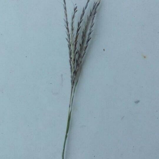 Bothriochloa ischaemum Flower