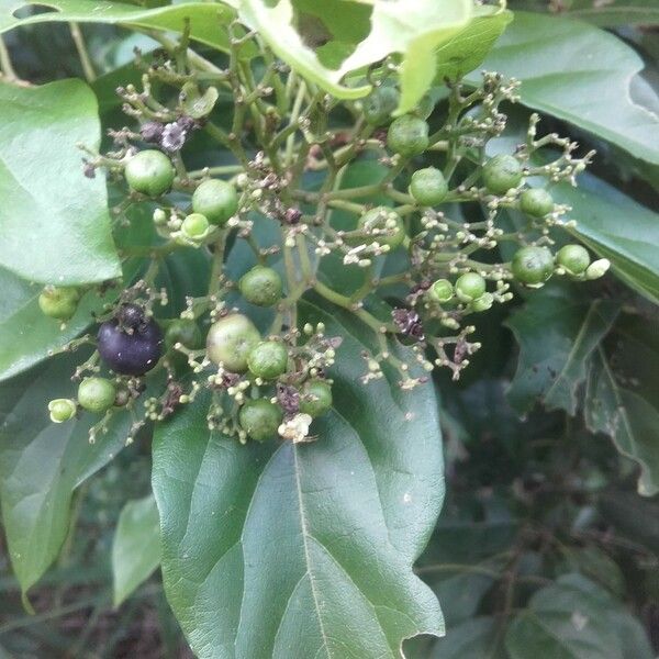 Premna serratifolia Fruit