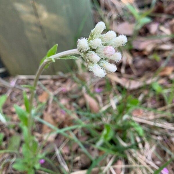 Antennaria parlinii Flower