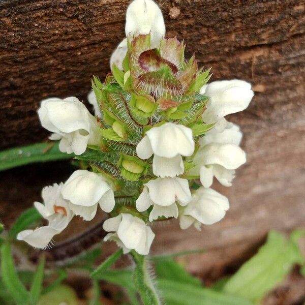 Prunella laciniata Blomma