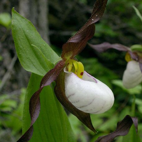 Cypripedium montanum Blomma