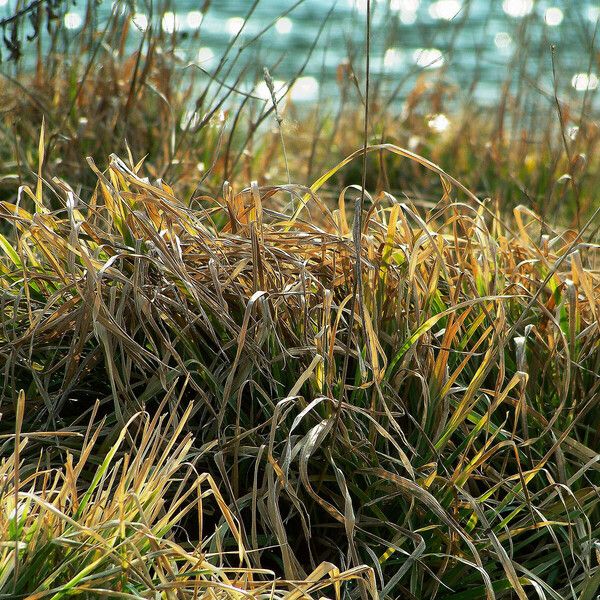 Carex pendula Лист