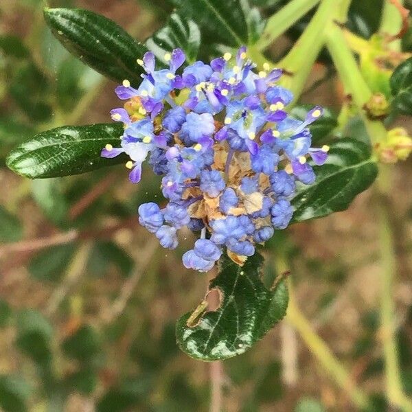 Ceanothus thyrsiflorus 花