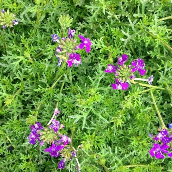 Verbena tenera Habit