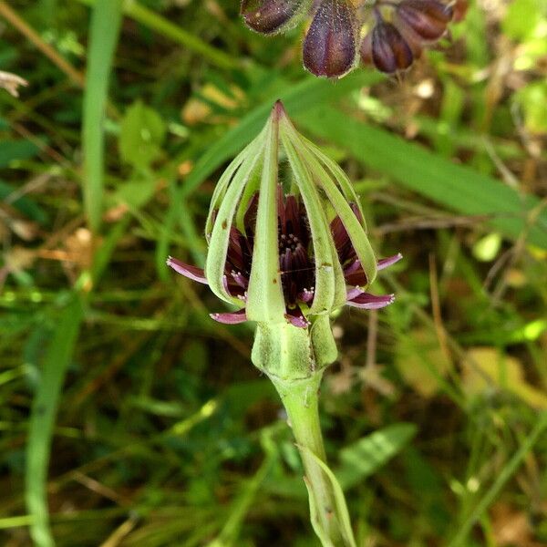 Tragopogon porrifolius Flower