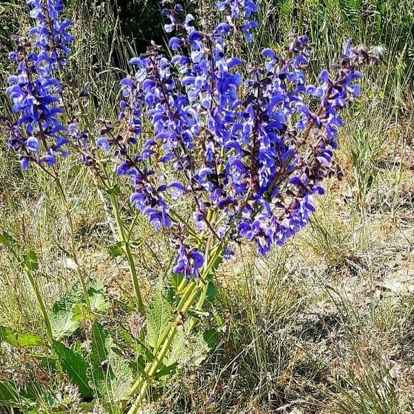 Salvia pratensis عادت