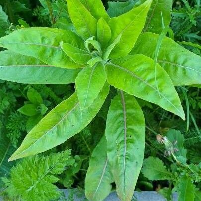 Oenothera biennis Blatt