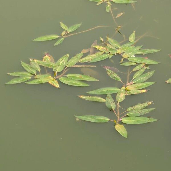 Persicaria amphibia Leaf