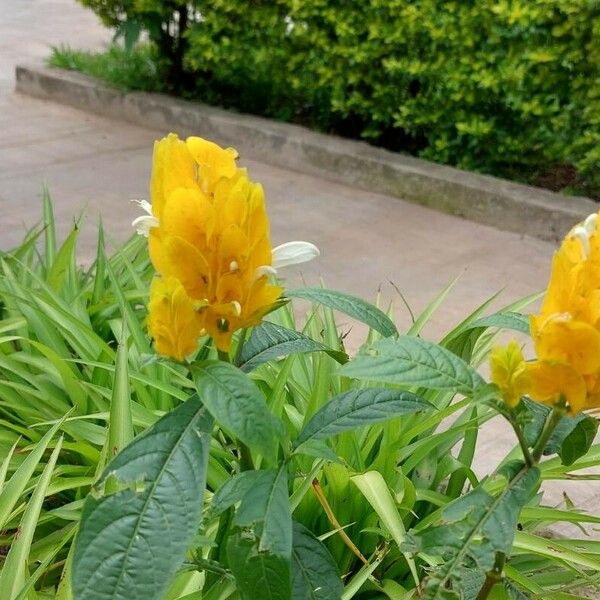 Pachystachys lutea Blomma