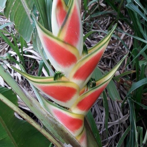 Heliconia wagneriana Blomst