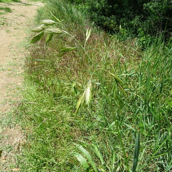 Bromus catharticus Flor