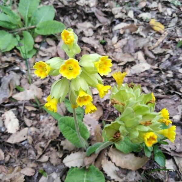 Primula veris Flower