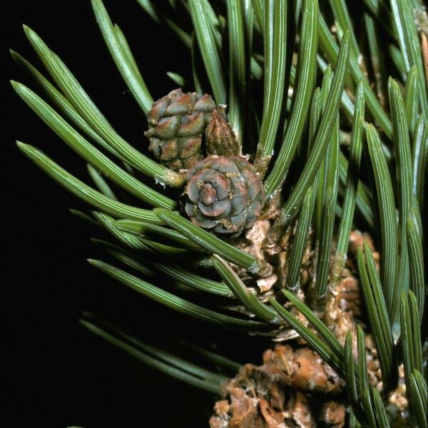 Pinus edulis Fruct