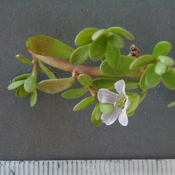 Bacopa monnieri Fiore